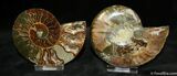 Inch Polished Pair From Madagascar #1283-1